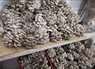 Продаю дом, 130 м2, село Кульшарипово, Заречная улица, 20