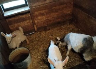 Продам земельный участок, 20 сот., село Вперед, Кимовская улица, 160