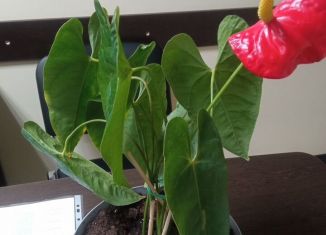 Продается гараж, 24 м2, рабочий посёлок Приютово, улица Карла Маркса, 30