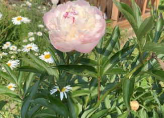 Продажа дачи, 60 м2, СНТ Дачное