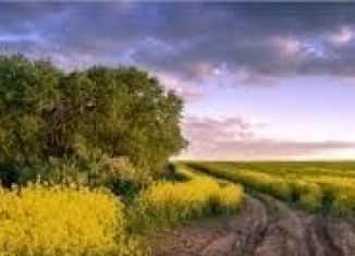 Участок на продажу, 334 сот., село Разветье