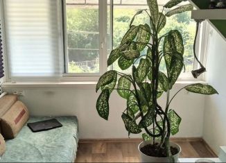 Сдается однокомнатная квартира, 40 м2, Сочи, улица Яна Фабрициуса, 8А, микрорайон Яна Фабрициуса