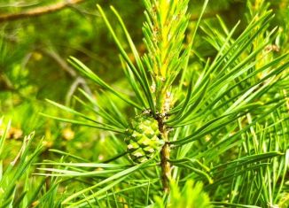 Продаю земельный участок, 5 сот., Тюменская область