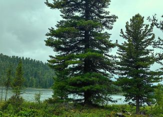 Земельный участок на продажу, 19 сот., Республика Алтай