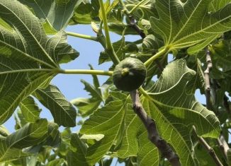 Дом на продажу, 43 м2, станица Анапская, Комсомольская улица