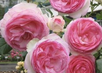 Продаю земельный участок, 6 сот., СНТ Нептун, улица Просвещения