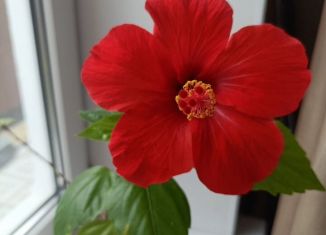 Продам 2-ком. квартиру, 42.8 м2, Йошкар-Ола, улица Прохорова, 12