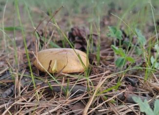 Продам дом, 30 м2, село Поляна, Советская улица, 29