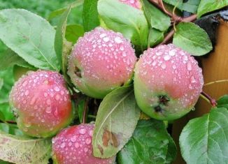 Продам дачу, 20 м2, Красноярск, Свердловский район